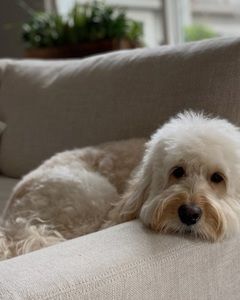 Meet your Posher, Simon